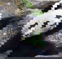 Adelaide Zoo Behind the Scenes Experience Exclusive Giant Panda Experience - Accommodation Batemans Bay