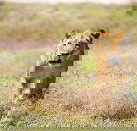 Lions at Bedtime and a day at Monarto Safari Park - Accommodation Batemans Bay