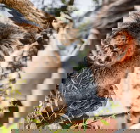 Adelaide Zoo Behind the Scenes Experience Koala Encounter - Accommodation Batemans Bay