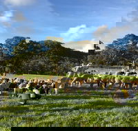 Alpaca Farm 2 hour Tour - Accommodation Batemans Bay