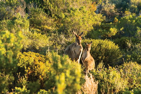 Coffin Bay Day Tour - A Taste Of Coffin Bay - Accommodation Batemans Bay 11