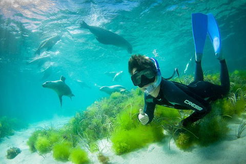 Half-Day Sea Lion Snorkeling Tour From Port Lincoln - Accommodation Batemans Bay 0