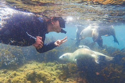 Half-Day Sea Lion Snorkeling Tour From Port Lincoln - Accommodation Batemans Bay 8