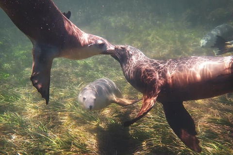 Half-Day Sea Lion Snorkeling Tour From Port Lincoln - Accommodation Batemans Bay 6