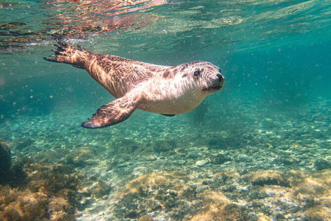 Half-Day Sea Lion Snorkeling Tour From Port Lincoln - Accommodation Batemans Bay 4