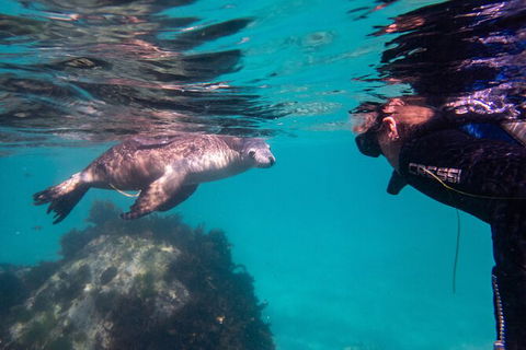 Half-Day Sea Lion Snorkeling Tour From Port Lincoln - Accommodation Batemans Bay 5