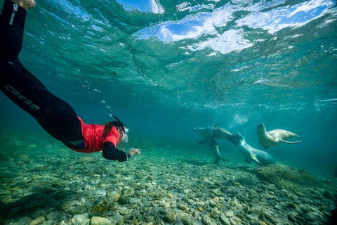 Half-Day Sea Lion Snorkeling Tour From Port Lincoln - Accommodation Batemans Bay 1
