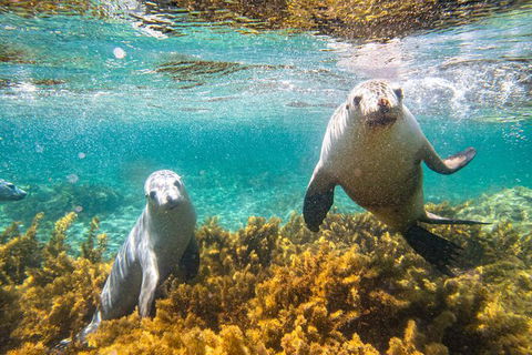 Half-Day Sea Lion Snorkeling Tour From Port Lincoln - Accommodation Batemans Bay 7