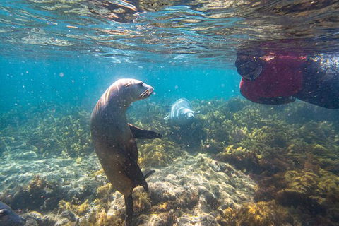 Half-Day Sea Lion Snorkeling Tour From Port Lincoln - Accommodation Batemans Bay 3