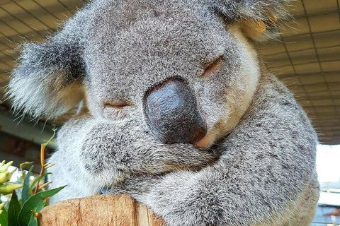 Shore Excursion: Private Tour Of Adelaide City, Adelaide Hills And Adelaide\'s Best Beaches - Accommodation Batemans Bay 4