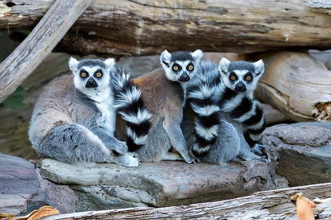 Adelaide Zoo Behind The Scenes Experience: Lemur Feeding - Accommodation Batemans Bay 1