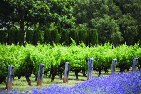 Ultimate Penfolds Magill Estate Experience - Accommodation Batemans Bay 4
