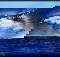 Whale Watching Cruise from Redcliffe Brisbane or the Sunshine Coast - Accommodation Batemans Bay