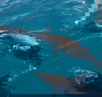 Fraser Island  Dolphin Sailing Adventure - Accommodation Batemans Bay