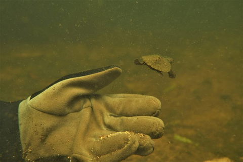 Rainforest Platypus Night Dive (Certified Divers Only Once Day Dive Completed) - Accommodation Batemans Bay 9