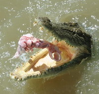 Darwin Jumping Crocodiles Cruise on Adelaide River - Accommodation Batemans Bay