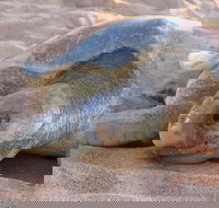 Turtle Tracks Tour to Bare Sand Island from Darwin - Accommodation Batemans Bay