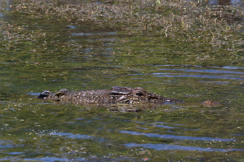 Kakadu, Nourlangie And Yellow Waters Tour From Darwin - Accommodation Batemans Bay 16
