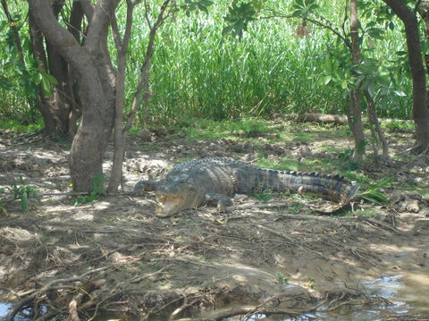 Kakadu, Nourlangie And Yellow Waters Tour From Darwin - Accommodation Batemans Bay 21