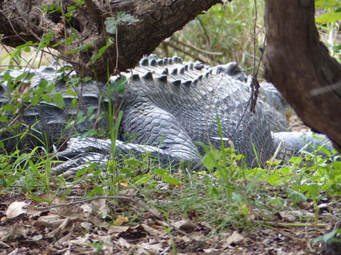 Kakadu, Nourlangie And Yellow Waters Tour From Darwin - Accommodation Batemans Bay 13