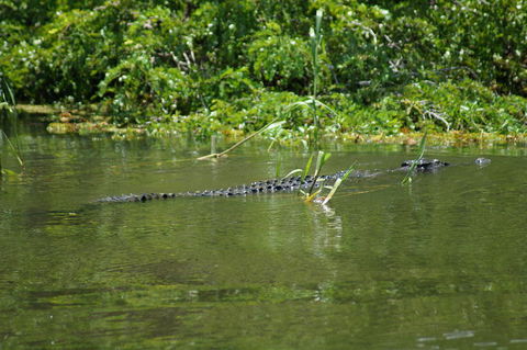 Kakadu, Nourlangie And Yellow Waters Tour From Darwin - Accommodation Batemans Bay 4