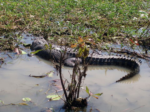 Kakadu, Nourlangie And Yellow Waters Tour From Darwin - Accommodation Batemans Bay 19