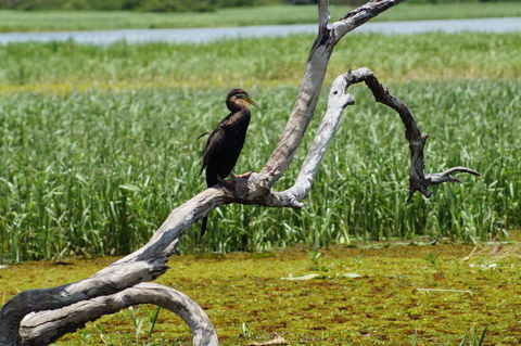 Kakadu, Nourlangie And Yellow Waters Tour From Darwin - Accommodation Batemans Bay 2