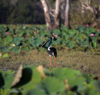 430pm Safari Cruise 1.5 Hours - Accommodation Batemans Bay