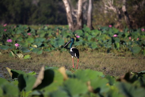 4:30pm Safari Cruise (1.5 Hours) - Accommodation Batemans Bay 0
