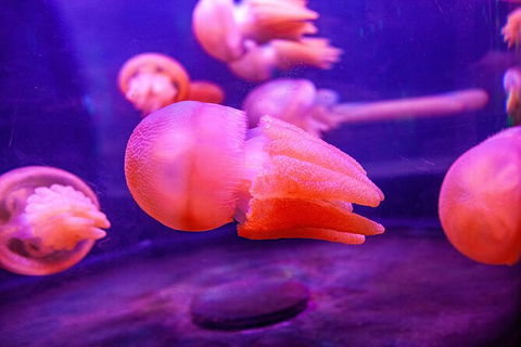 SEA LIFE Sydney Aquarium Entrance Ticket - Accommodation Batemans Bay 31