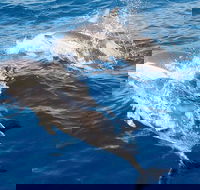 Port Stephens Day Tour From Sydney Including 4WD Sandboarding and Dolphins - Accommodation Batemans Bay