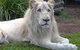 Private Shoalhaven Zoo Experience From Sydney - thumb 1
