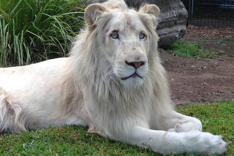 Private Shoalhaven Zoo Experience From Sydney - Accommodation Batemans Bay 1