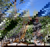 Private Shoalhaven Zoo Experience from Sydney - Accommodation Batemans Bay