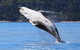 Whale Watching Jervis Bay - thumb 0