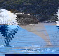 Whale Watching Jervis Bay - Accommodation Batemans Bay