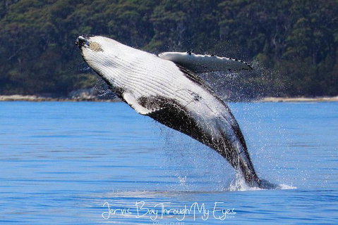 Whale Watching Jervis Bay - Accommodation Batemans Bay 0