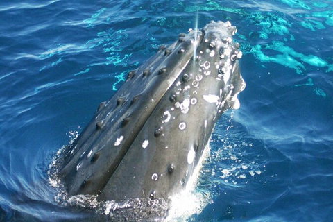 Whale Watching Jervis Bay - Accommodation Batemans Bay 3