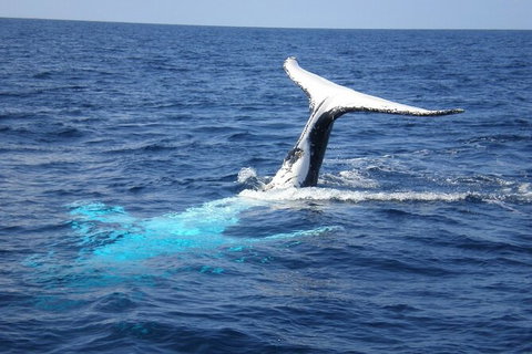 Whale Watching Jervis Bay - Accommodation Batemans Bay 7