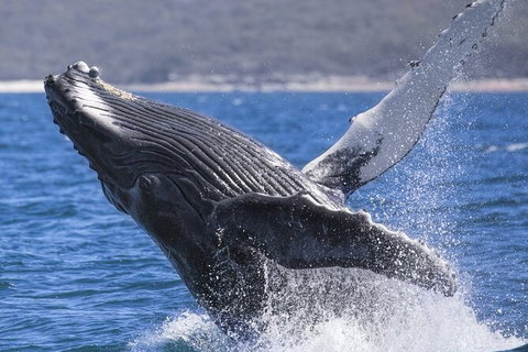 Whale Watching Jervis Bay - Accommodation Batemans Bay 2