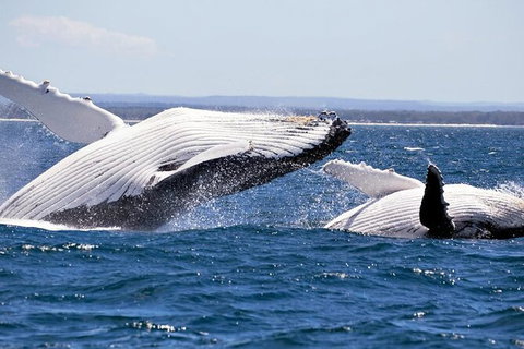 Whale Watching Jervis Bay - Accommodation Batemans Bay 4