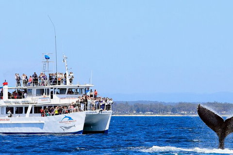 Whale Watching Jervis Bay - Accommodation Batemans Bay 6