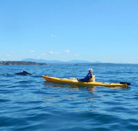 Whale Watching by Sea Kayak in Batemans Bay - Accommodation Batemans Bay