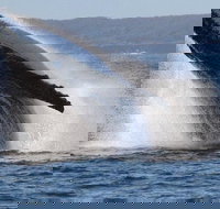 Jervis Bay Whale Watching Tour - Accommodation Batemans Bay