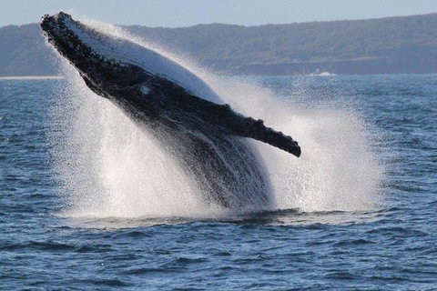 Jervis Bay Whale Watching Tour - Accommodation Batemans Bay 0