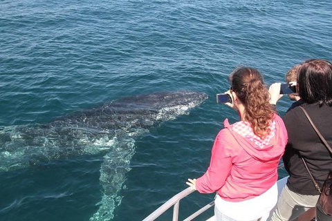 Jervis Bay Whale Watching Tour - Accommodation Batemans Bay 9