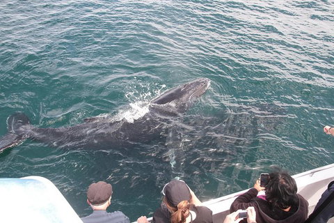 Jervis Bay Whale Watching Tour - Accommodation Batemans Bay 12