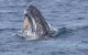 Jervis Bay Whale Watching Tour - thumb 4