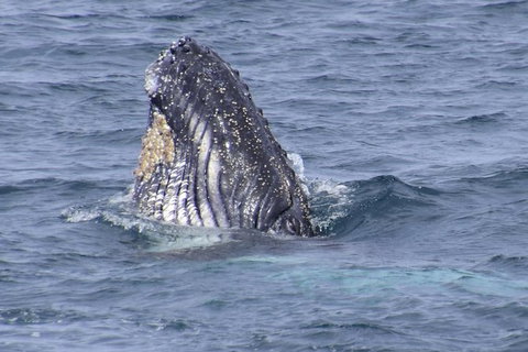 Jervis Bay Whale Watching Tour - Accommodation Batemans Bay 4