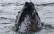 Jervis Bay Whale Watching Tour - thumb 7
